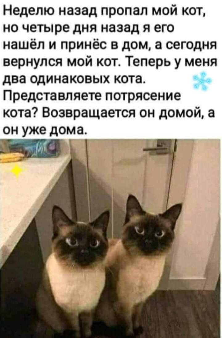 Неделю назад пропал мой кот но четыре дня назад я его нашёл и принёс в дом а сегодня вернулся мой кот Теперь у меня два одинаковых кота Представляете потрясение кота Возвращается он домой а он уже дома