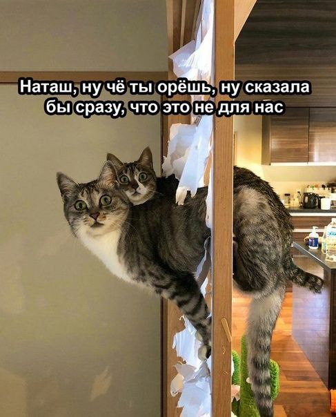 Уи Наташ ну чё ты орёшь ну сказала бы сразу что зтонё для нас