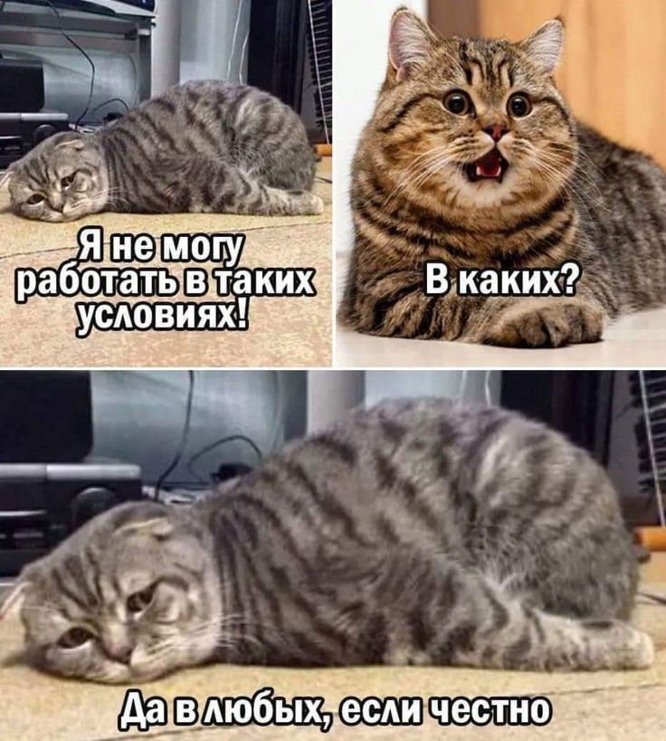 дэвшгйщсшпт
