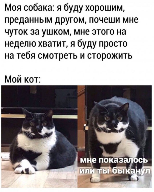 Моя собака я буду хорошим преданным другом почеши мне чуток за ушком мне этого на неделю хватит я буду просто на тебя смотреть и сторожить Мой кот