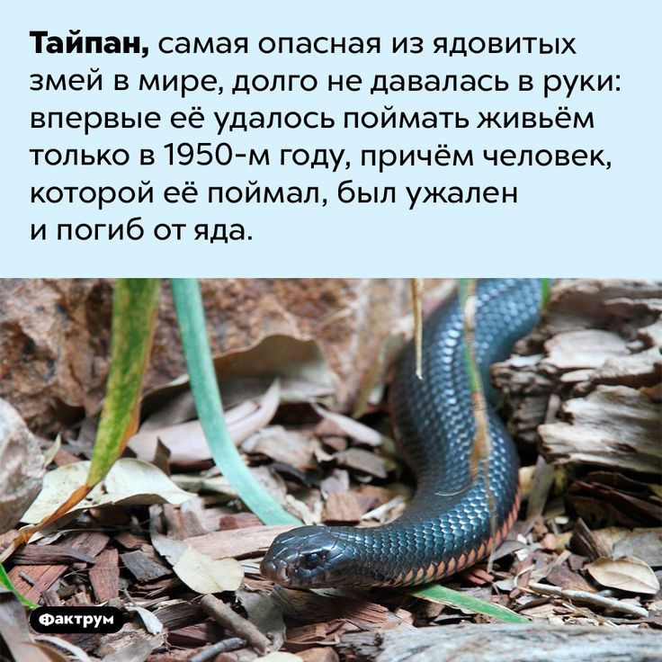 Тайпаи самая опасная из ядовитых змей в мире долго не давалась в руки впервые её удалось поймать живьём только в1950 м году причём человек которой её поймал был ужален и погиб от яда