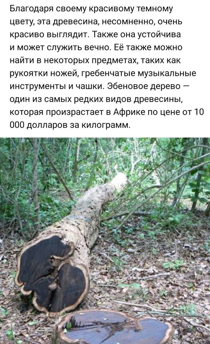 Благодаря своему красивому темному цвету эта древесина несомненно очень красиво выглядит Также она устойчива и может служить вечно Её также можно НЭЙТИ Е НЕКОТОРЫХ предметах Таких как рукоятки ножей гребенчатые музыкальные инструменты и чашки Эбеновое дерево ОДИН ИЗ СЭМЫХ рЕДКИХ ВИДОВ древесины которая произрастает в Африке по цене от 1 П 100 долларов за килограмм