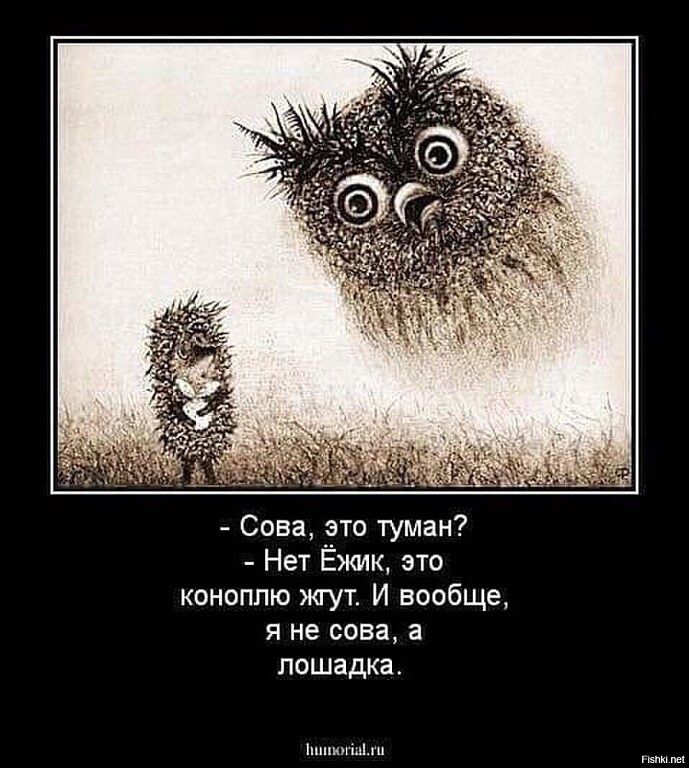 Сова это туман Нет Ёжик вто коноплю жгут И вообще я не сова а лошадка пы