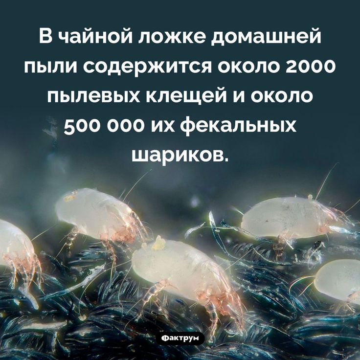 в чайной ложке домашней пыли содержится около 2000 пылевых клещей и около 500 000 их фекальных шариков