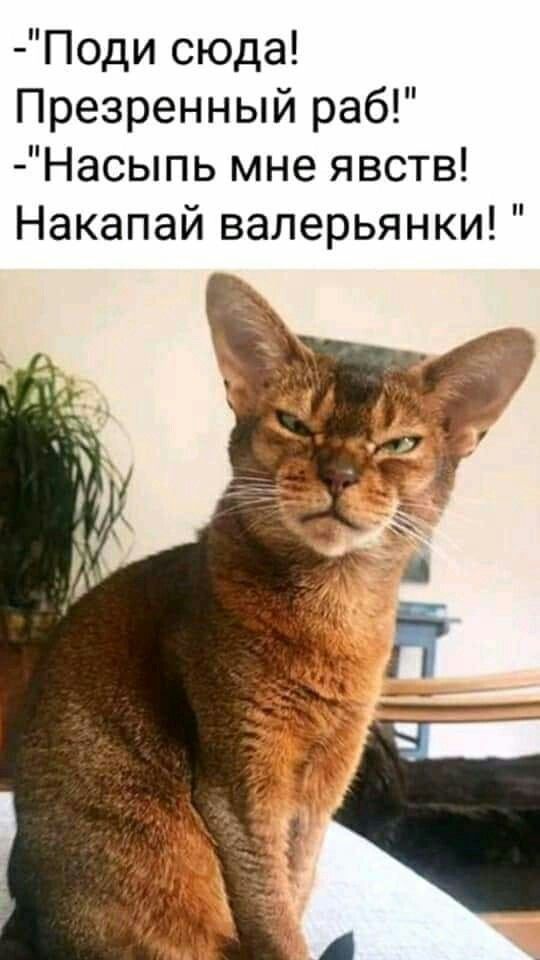 Поди сюда Презренный раб Насыпь мне явств Накапай валерьянки