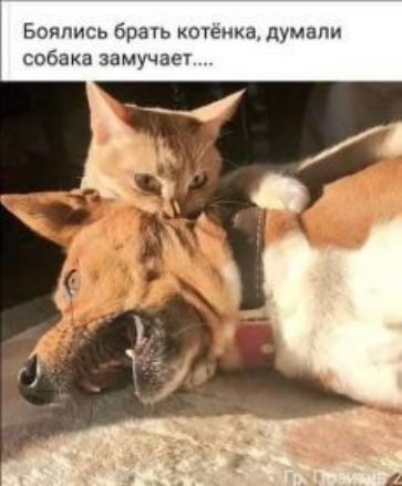 Бояпись брать котенка думали собака замучает