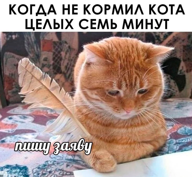 КОГАА НЕ КОРМИА КОТА ЦЕАЫХ СЕМЬ МИНУТ