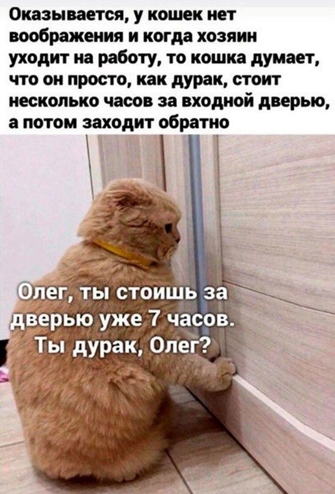 Оказывается у кошек ист воображении и когда хозяии уходит из работу то кошка думает что он просто как дурак стоит несколько часов за входной дверью потом заходит обратно