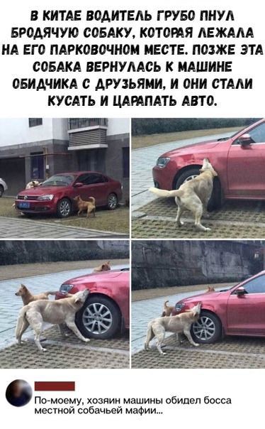 В КИТАЕ 80АИТЕАЬ ГРУ50 ПНУА БРПАЯЧУЮ сопку КОТОПЯ АЕЖААА НА ЕГО ПАРК030ЧИ0И МЕСТЕ ПОЗЖЕ ЭТА СОБАКА ВЕРИУААСЬ К ИАШИИЕ ОБИДЧИКА с АРУЗЬЯИИ И ОНИ СТАЛИ КУОАТЬ И ЦАНПАТЬ АПО Помоему хозяин машины обидел босса несший собачьей мафии