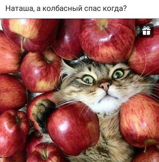 Наташа копбасный спас когда