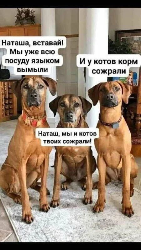 Наташа вставай Мьпужевсю И у котов корм _ сожрали _