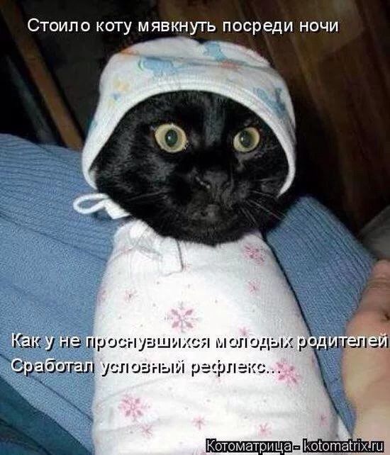 Стоило коту мявкнугь посреди ночи Котоматшцацъоюташх ги