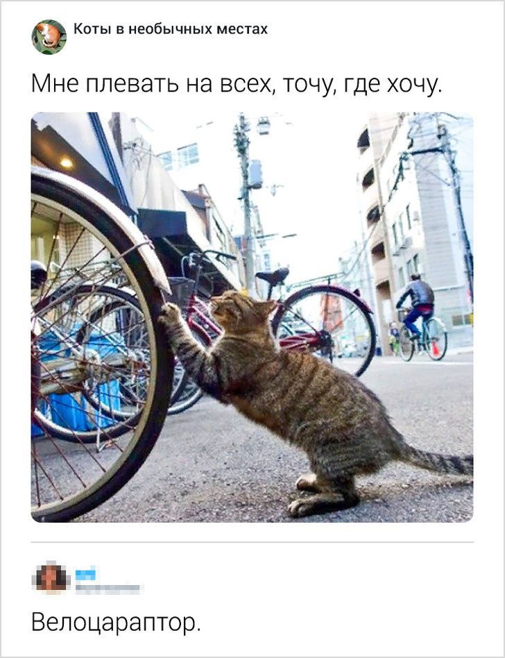 Коты в необычных местах МНЕ ПЛЕВЭТЬ на ВСЕХ ТОЧУ ГДЕ ХОЧУ Вепоцараптор