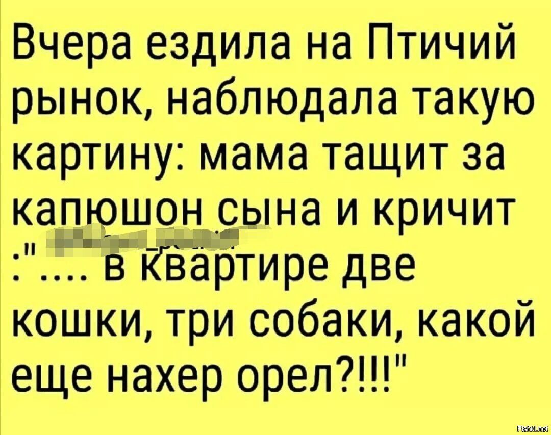 Вчера ездила на Птичий рынок наблюдала такую картину мама тащит за капюшон сына и кричит в Квёртире две кошки три собаки какой еще нахер орел