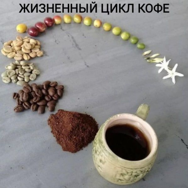 ЖИЗНЕННЫЙ ЦИКЛ КОФЕ