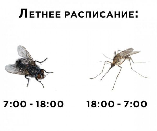 Л ЕТНЕЕ РАСПИСАНИЕ 700 18ОО 1800 700