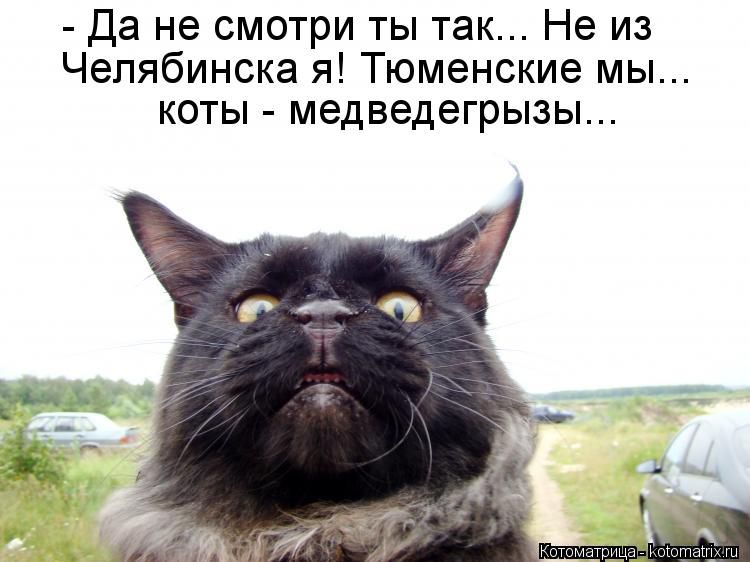 Да не смотри ты так Не из Челябинска я Тюменские мы коты медведегрызы