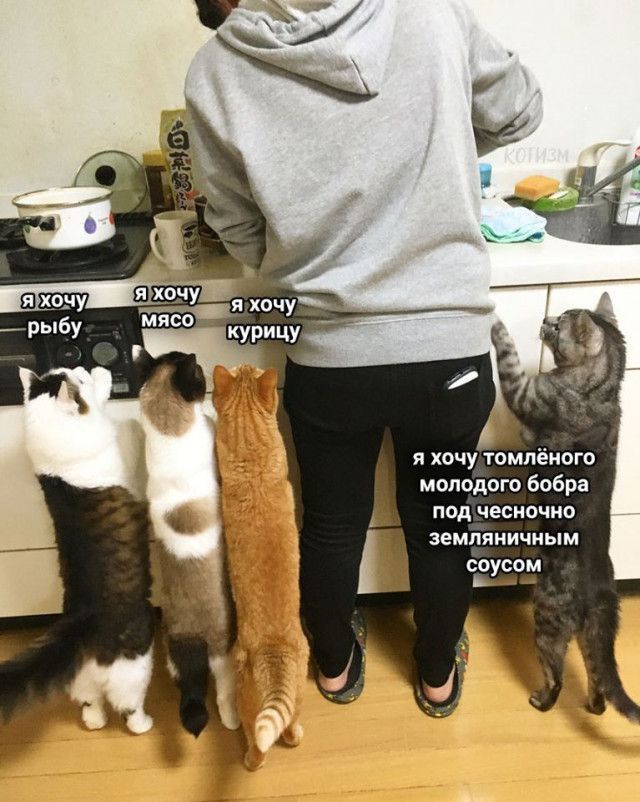я хочу Томпвпогп молодого бобра под ЧЕСМОЧИО земли мым сп сом У _