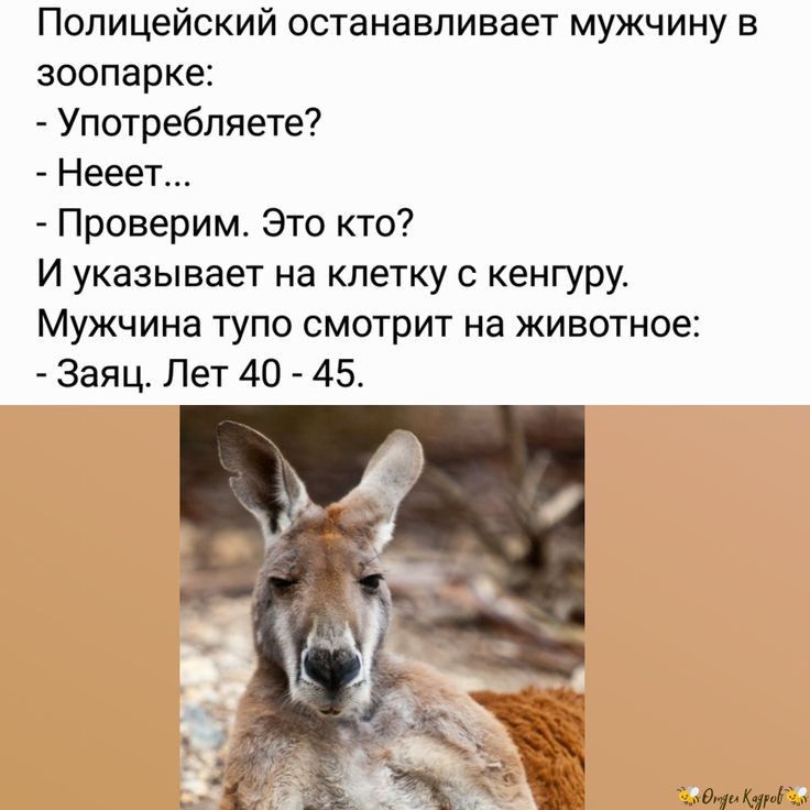 Полицейский останавливает мужчину в зоопарке Употребляете Нееет Проверим Это кто и указывает на клетку кенгуру Мужчина тупо смотрит на животное Заяц Лет 40 45