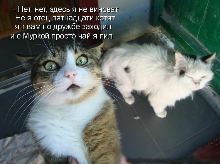 _ Нет нет здесь я не БИ Не я отец пятнадцати котя я к вам по дружбе заходил и Муркой просто чаи пип