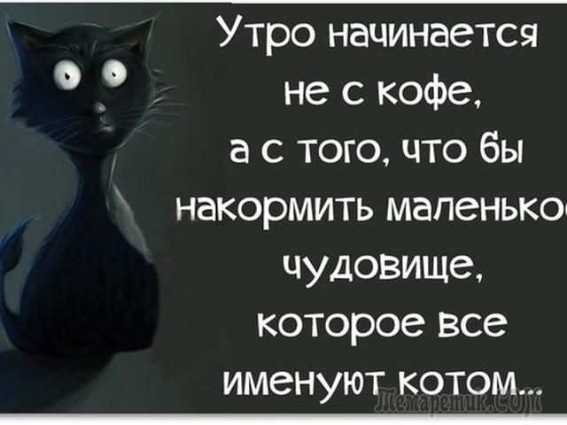 Утро начинается не с кофе а с того что бы накормить маленько чудовище которое Все именуют котом