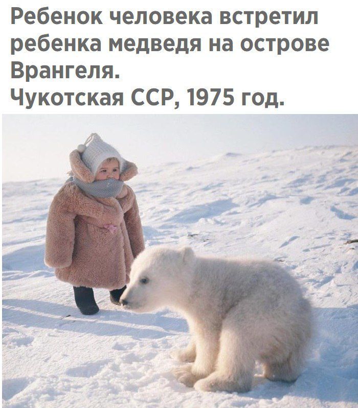 Ребенок человека встретил ребенка медведя на острове Врангеля Чукотская ССР 1975 год