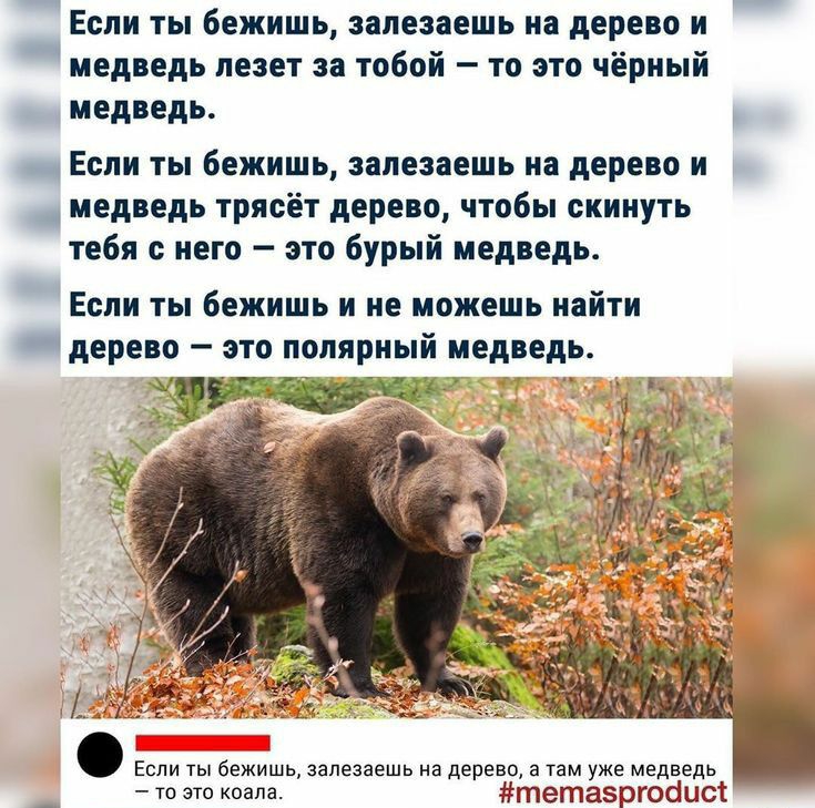 Если ты бежишь залезавшь и дерево и медведь лент за тобой то это чёрный мед едь Если ы бежишь ипеиешь и дерево и _ медведь ТРПБЁТ дерево чтобы сиииуть тебя инга по бурый медведь Если ты бажишь и не можешь найти даре о спо полярный медведь ми тетаэргобисі
