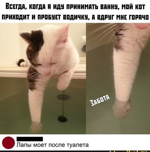 ВПГ КШМ П М ПРИИИИМЬ ШШ НЕЙ ПРИХППИТ И ПРПЕЦП ШШПШ 11 ПШ И ШРПШ апы мнет после туалета