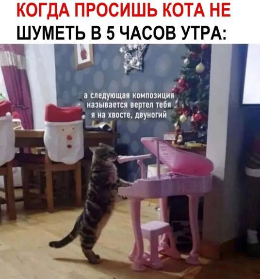 КОГДА ПРОСИШЬ КОТА НЕ ШУМЕТЬ В 5 ЧАСОВ УТРА ццутш ишппициі цим т И піи импуипгип
