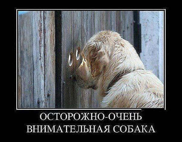 ОСТОРОЖНОАОЧЕНЬ ВНИМАТЕЛЬНАЯ СОБАКА