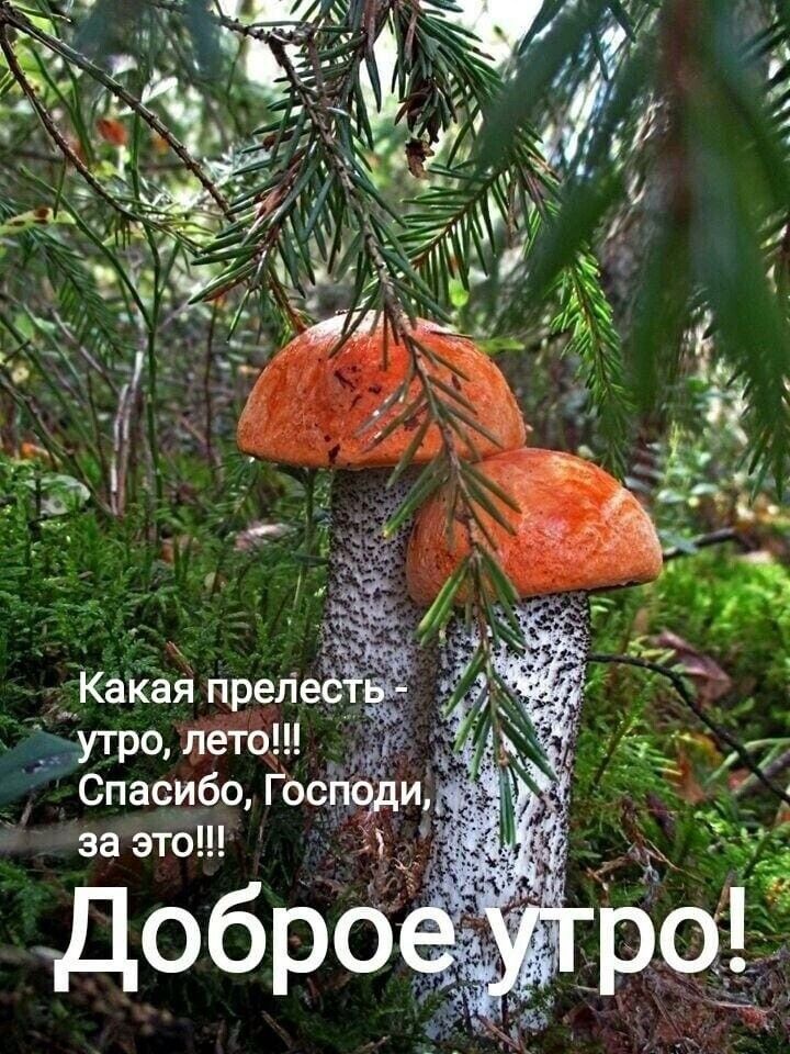 _Какая преіеё боутро лёто _