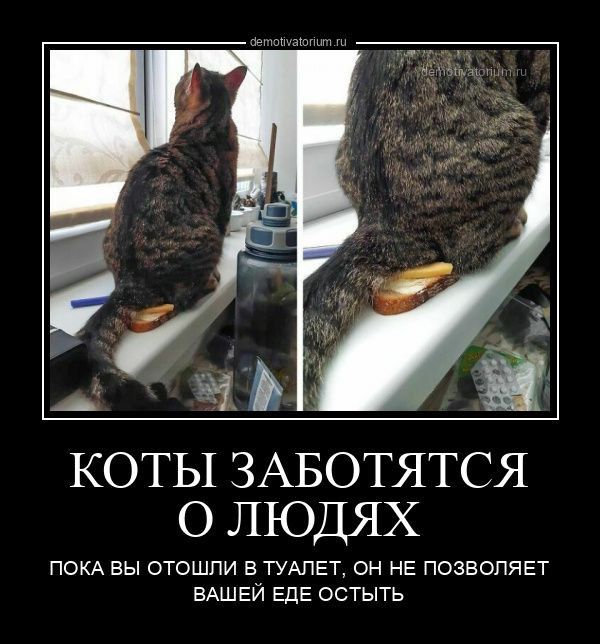 КОТЫ ЗАБОТЯТСЯ О ЛЮДЯХ ПОКА вы отошли в ТУАЛЕТ он НЕ позволяет ВАЩЕИ ЕдЕ остыть