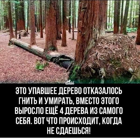 И ЭТО УПАВШЕЕ ЛЕРЕВП ВТКАЗАЛПВЬ ГНИТЬ И УМЦРАТЬ ВМЕВТП ЗТПП ВЫРОСЛВ ЕЩЕ 4ЛЕРЕВА ИЗ САМОГО ВЕБП ВПТ ЧТП ПРПИСХПДИТ КПГдд НЕ ВЛАЕШ ЬСП