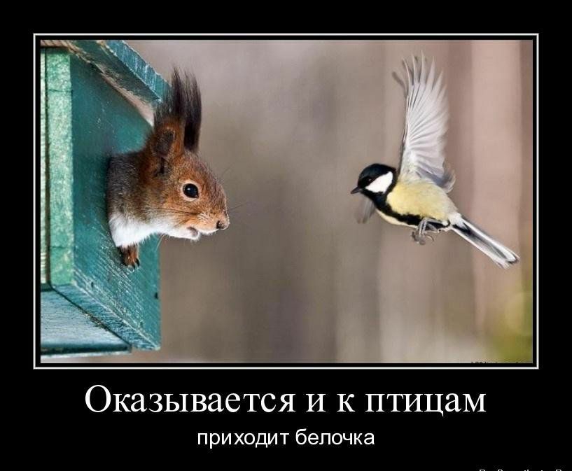 Оказывается и к птицам приходит Белочка