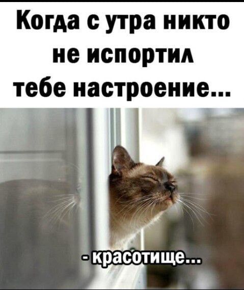 Когда с утра никто не испортил тебе настроение красотище