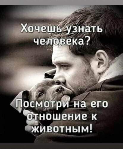 вношение к ивотным
