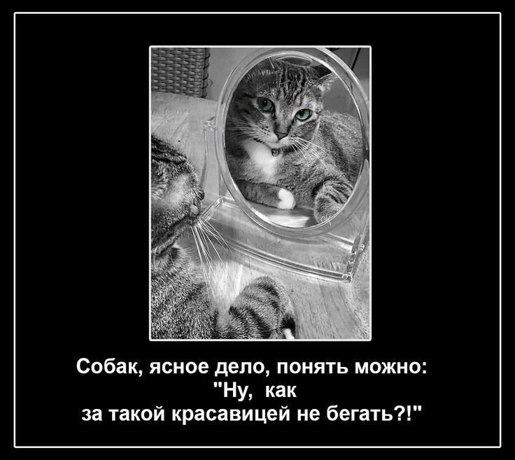 Собак ясное дело понять можно Ну как за такой красавицей не бегать