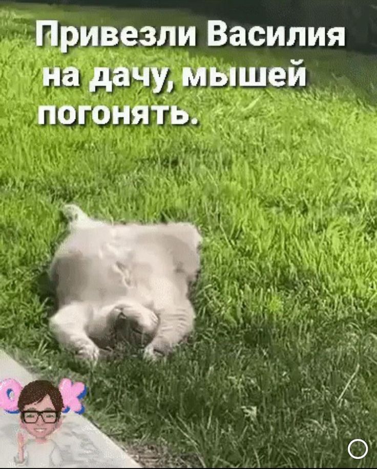 Привезли Василия на дачу мышей погонять т