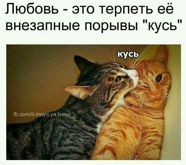 Любовь это терпеть её внезапные порывы кусь