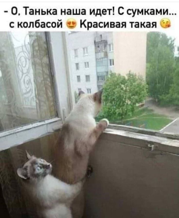 0 Танька наша идет С сумками с колбасой Красивая такая