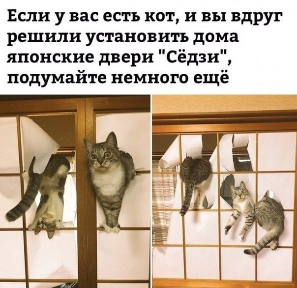 Если у вас есть кот и вы вдруг решили установить дома японские двери Сёдзи подумайте немного ещё