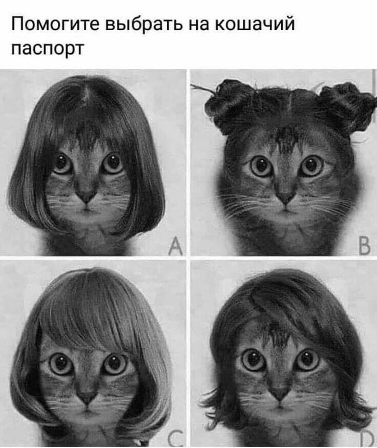 Помогите выбрать на кошачий паспорт