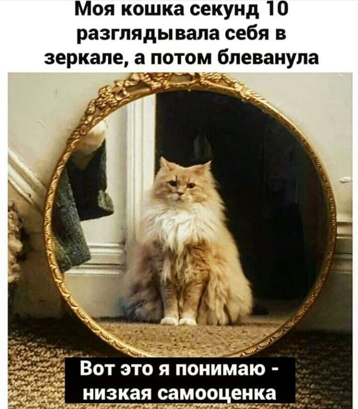 Моя кошка секунд 10 разглядывала себя в зеркале а потом бпеванула _в_ _ _ ВОТ ЭТО Я Понимаю низкая самооценка три м