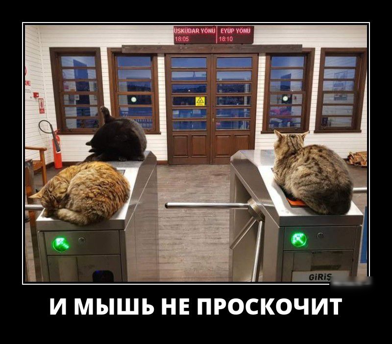 И МЫШЬ НЕ ПРОСКОЧИТ