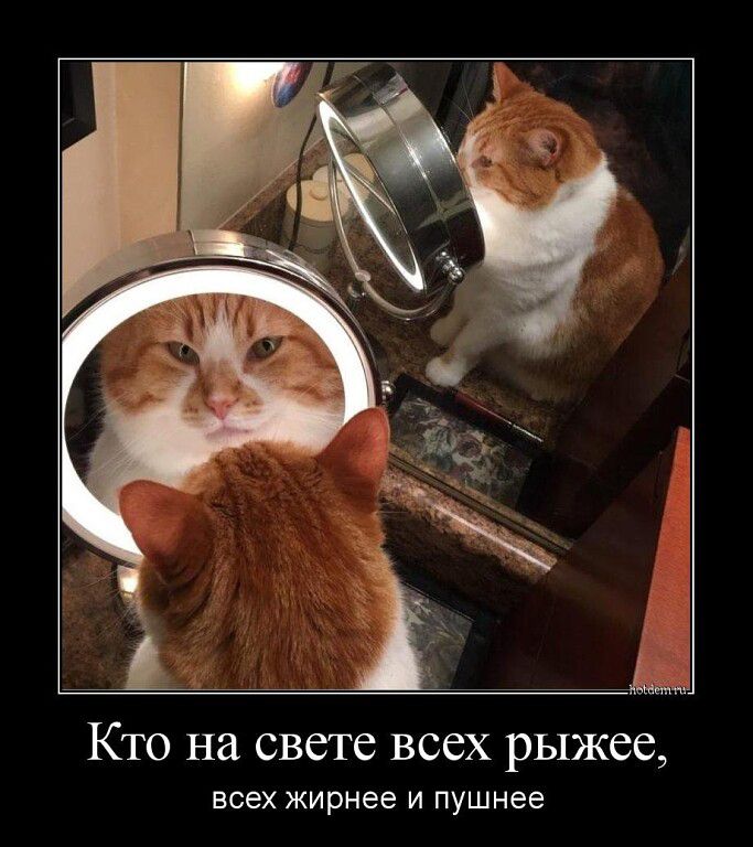 КТО на свете всех рыжее всех жирнее и пушнее