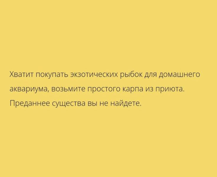 Хватит покупать экзотических рыбок для домашнего аквариума возьмите простого карпа из приюта Преданнее существа вы не найдете