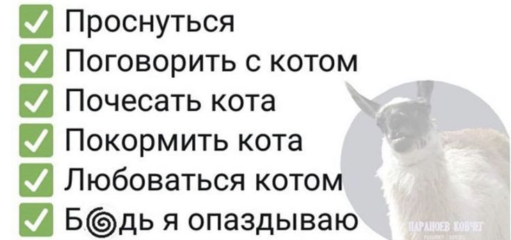 Проснуться Поговорить с котом Почесать кота Покормить кота Любоваться котом Бдь я опаздываю