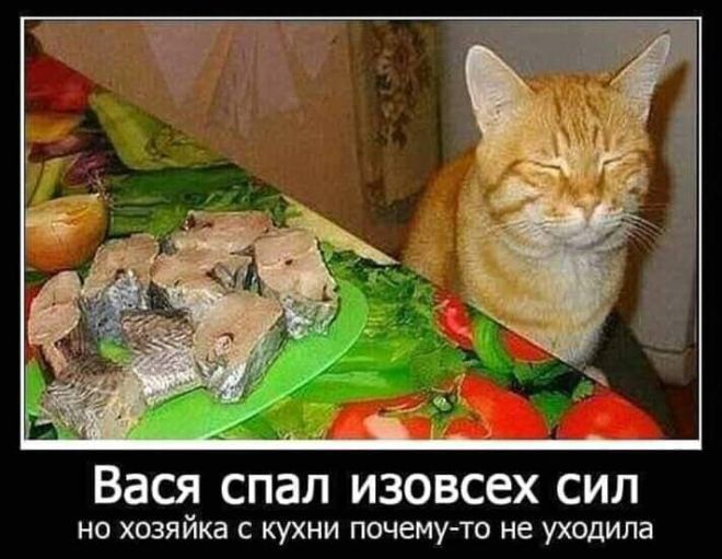 ВЭБ СПЗЛ ИЗОВСЕХ сил на хозяйка с кухни почему то не уходила