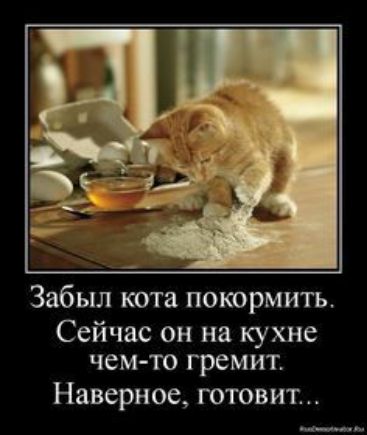 Забыл кота покормить Сейчас он на кухне чем то гремит Наверное готовит ___