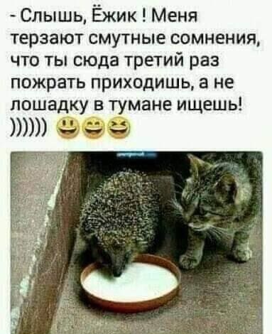 Слышь Ёжик Меня терзают смутные сомнения что ты сюда третий раз пожрать приходишь а не лошадку в тумане ищешь все